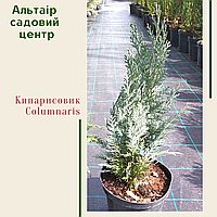 Кіпарисовик Лавсона Columnaris C3