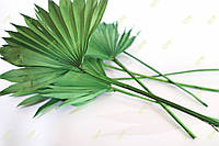 Раскрытый пальмовый лист ("солнышко" сухой зеленый)