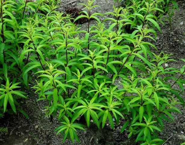 Купить Вербена лимонная листья сушеные, целые (натуральный травяной чай ...