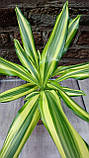 Гіркувата рослина драцену Голден Лотос, фото 2