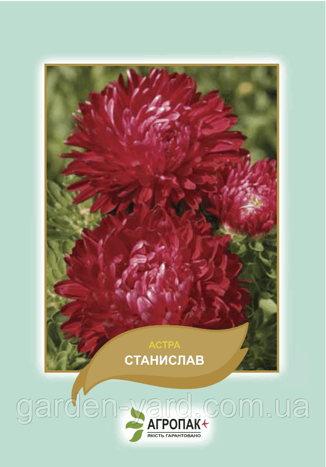 Насіння айстра Станіслав 0,2 г. Агропак плюс