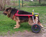 Інвалідна коляска для собак, фото 5