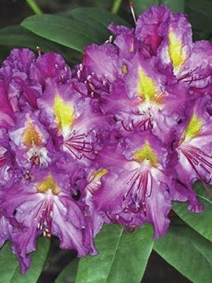 Рододендрон Libretto 4 річний 40-50см, Рододендрон гібридний Лібрето, Rhododendron Libretto, фото 2