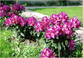 Рододендрон Libretto 4 річний 40-50см, Рододендрон гібридний Лібрето, Rhododendron Libretto, фото 3