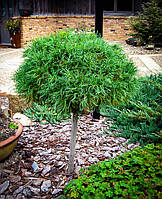 Сосна веймутова "Грин Твист" на штамбе (Pinus strobus green twist)
