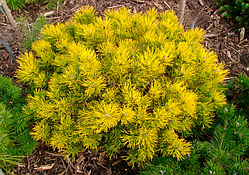 Сосна гірська "Карстен Вінтерголд" (Pinus mugo Carsten Wintergold)