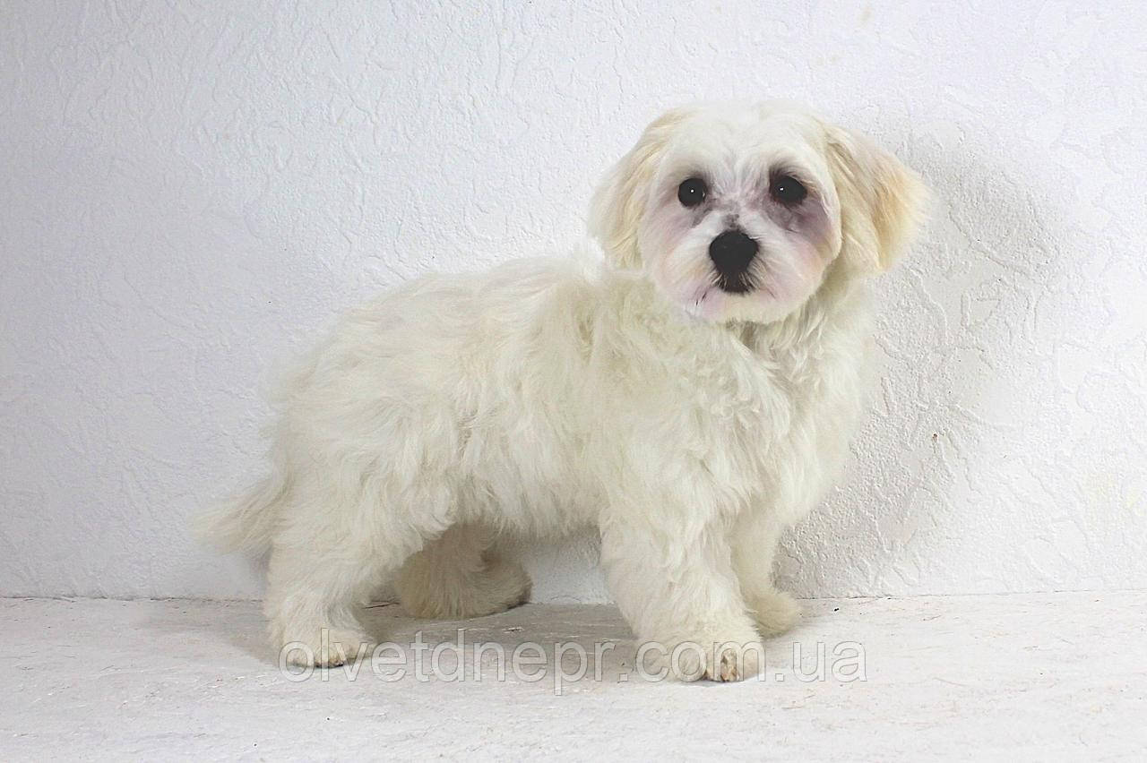 Стрижка мальтипу, фото 1