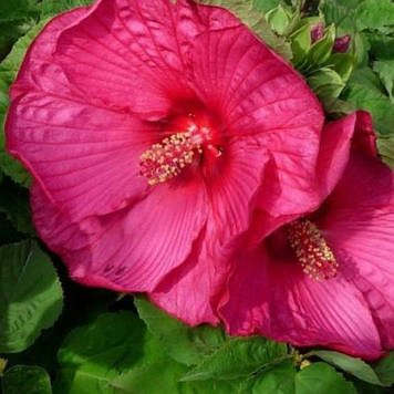 Гібіскус плетений