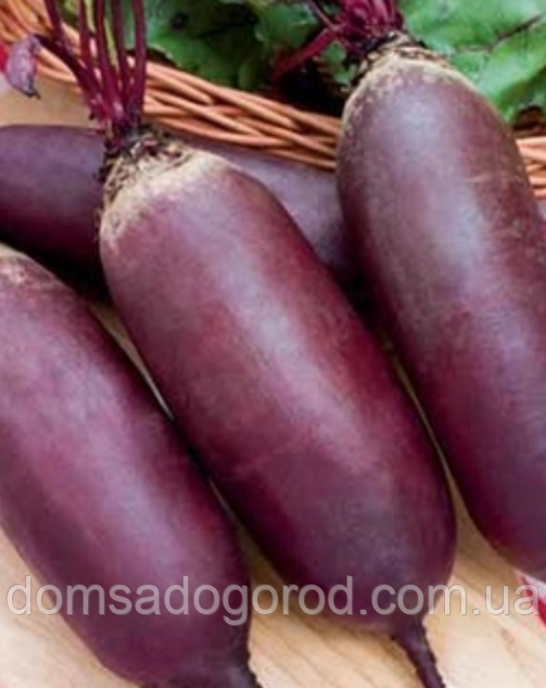 Буряк Циліндру столовий середньостиглий 5гр