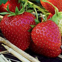 Розсада полуниці сорт Алегро клас B (рання), фото 3