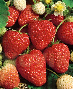 Розсада полуниці сорт Алегро клас B (рання), фото 2