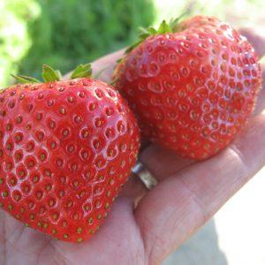 Розсада полуниці сорт Алегро клас B (рання)