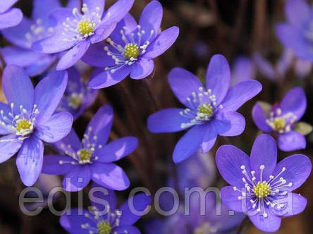 Печіночниця благородна (переліска), фото 2