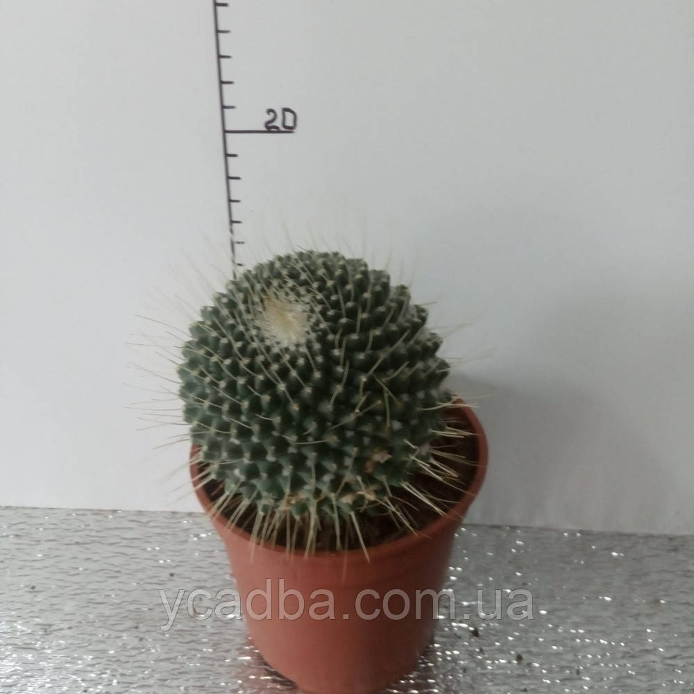 Кактус, фото 1