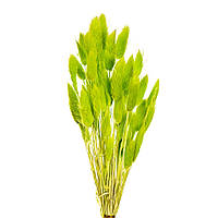 Лагурус стабилизированный (салатовый) 57 см