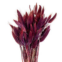 Лагурус стабілізований (бордово-фіолетовий) 63 см
