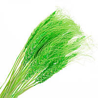 Колосья пшеницы стабилизированные 70 см зеленые (примерно 50 шт в пучке)