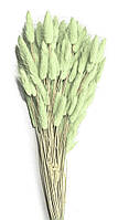 Лагурус 55-70 см, ~70 шт, 50 г, светло-зеленый