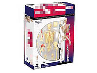 Объемная анатомическая модель Скелет 4D Skeleton Хіт продажу!