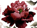 Вінілова інтер'єрна наклейка Акварельні квіти півонії в кольорі теракот, "L" від 30 до 55 см, фото 4