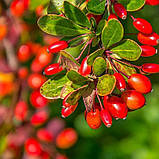 Барбарис їстівний саджанці в контейнері Berberis vulgaris, фото 2