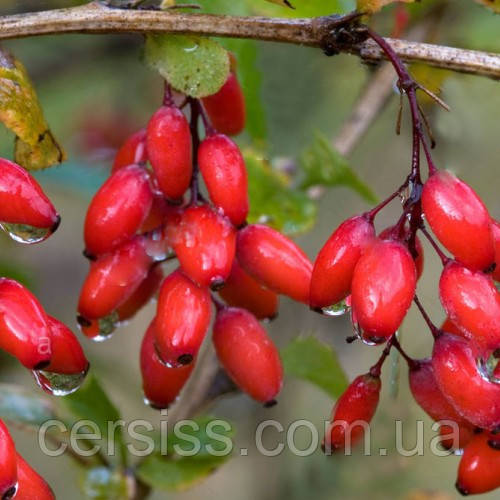 Барбарис їстівний саджанці в контейнері Berberis vulgaris