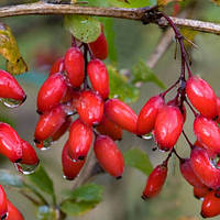Барбарис їстівний саджанці в контейнері Berberis vulgaris