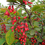 Барбарис їстівний саджанці в контейнері Berberis vulgaris, фото 3
