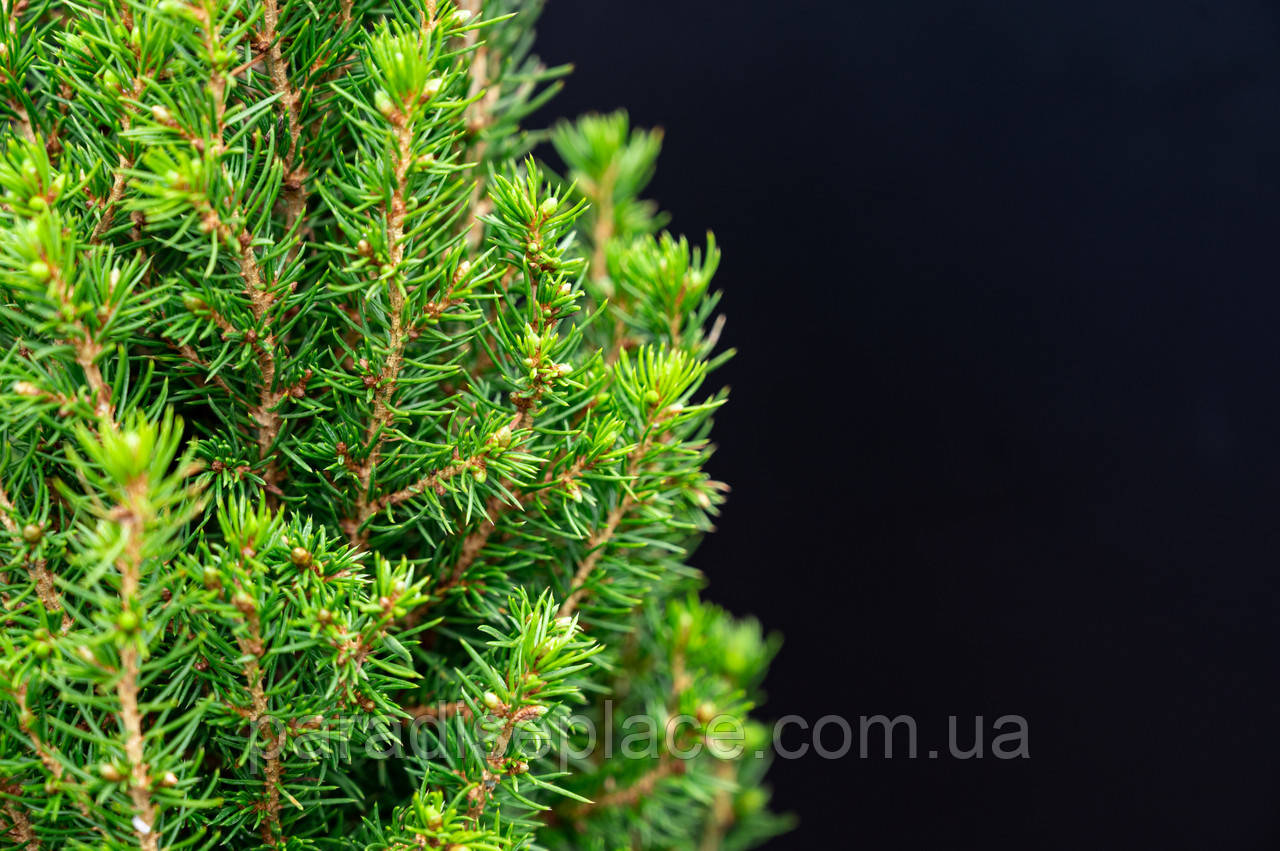 Ялина канадська Перфекта/Picea glauca Perfecta, С5, 60+см. - фото 6 - id-p1398612460