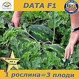 Насіння, кавун урожайний ДАТА F1 / DATA F1, Spark Seeds (США), 1000 насінин проф. пакет, фото 2