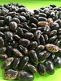 ФАСОЛЬ Темна, насіння боби квасолі органічне для вживання в їжу та для пророщування 50 грамів, фото 2