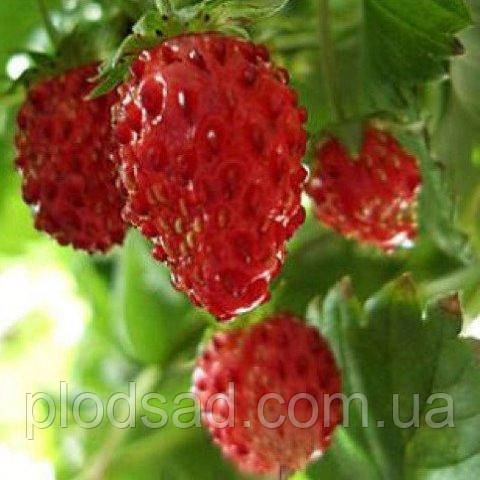 Земляна Регіна (касета)