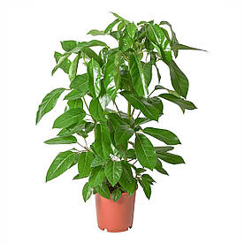 IKEA SCHEFFLERA ACTINOPHYLLA (ІКЕА SCHEFFLERA ACTINOPHYLLA) 60448846