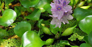 Плаваючі рослини для водойми