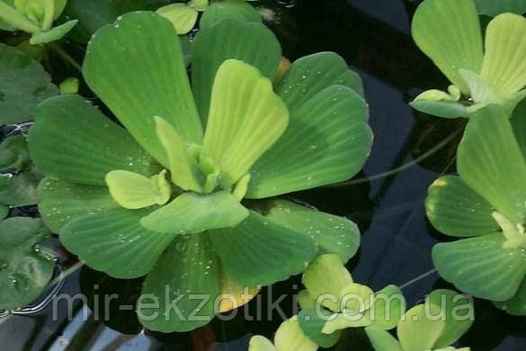 Пістія або Водяний салат, розмір 8-10см (Pistia stratiotes)