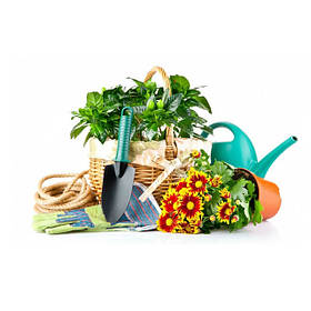 Дача і город