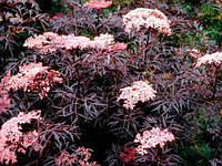 Бузина чорна Блек Лейс ( Sambucus nigra Black Lace )