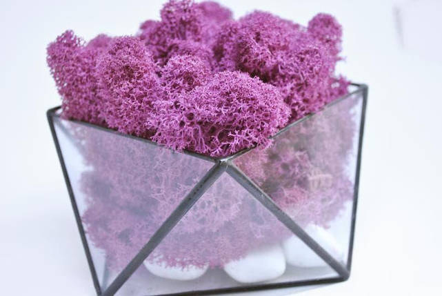 Скляний Флораріум кашпо зі стабілізованим мохом фіолетовий 15см /Декор для дому і офісу, фото 2