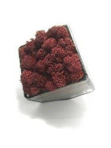 Скляний Флораріум кашпо Моссариум зі стабілізованим мохом червоний 7см/декор для дому та офісу/Мох в склі