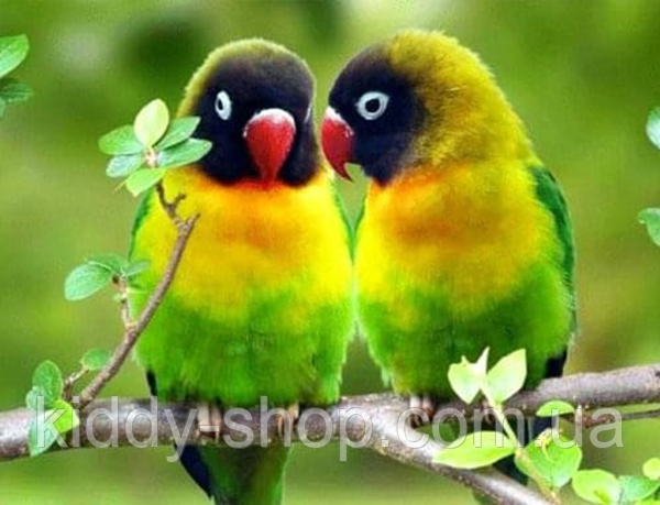 Алмазна вишивка. Картина на підрамнику "Нерозлучники" , розмір 40х50см, фото 1