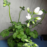 Гіршкова рослина Пеларгонія (біла), фото 2