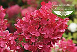 Hydrangea paniculata 'Mega Mindy', Гортензія волотиста 'Мега Мінді',C25 - горщик 20-25л, фото 4