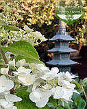 Hydrangea paniculata 'Mega Mindy', Гортензія волотиста 'Мега Мінді',C25 - горщик 20-25л, фото 5