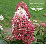 Hydrangea paniculata 'Mega Mindy', Гортензія волотиста 'Мега Мінді',C25 - горщик 20-25л, фото 7