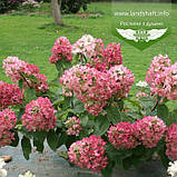 Hydrangea paniculata 'Mega Mindy', Гортензія волотиста 'Мега Мінді',C25 - горщик 20-25л, фото 8