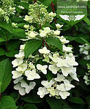 Hydrangea paniculata 'Mega Mindy', Гортензія волотиста 'Мега Мінді',C25 - горщик 20-25л, фото 9