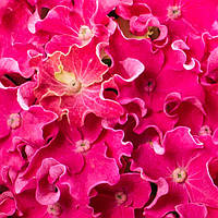 Гортензия крупнолистная curly sparkle pink, Hydrangea macrophylla curly sparkle pink