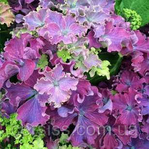 Гортензия крупнолистная Curly Sparkle Blue, Hydrangea macrophylla Curly Sparkle Blue - фото 1 - id-p1400077664