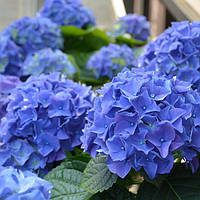 Гортензия крупнолистная Early Blue, Hydrangea macrophylla Early Blue