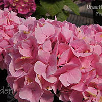 Гортензия крупнолистная Pink Sensation, Hydrangea macrophylla Pink Sensation